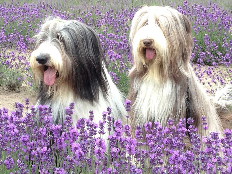 Bearded Collies leren kinderen veilig omgaan met honden tijdens het schoolproject.